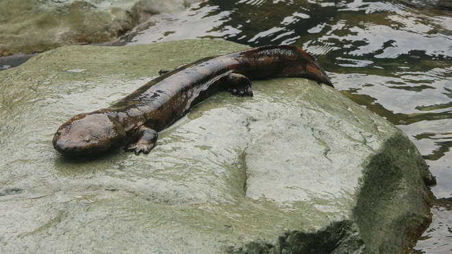 Chinese Giant Salamander