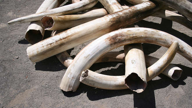 A pile of ivory tusks