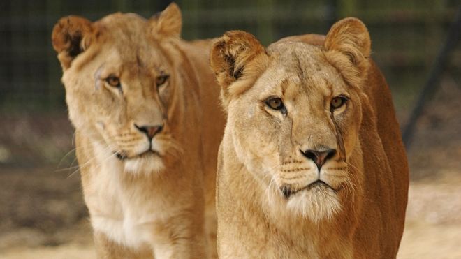 African lions at ZSL Whipsnade Zoo