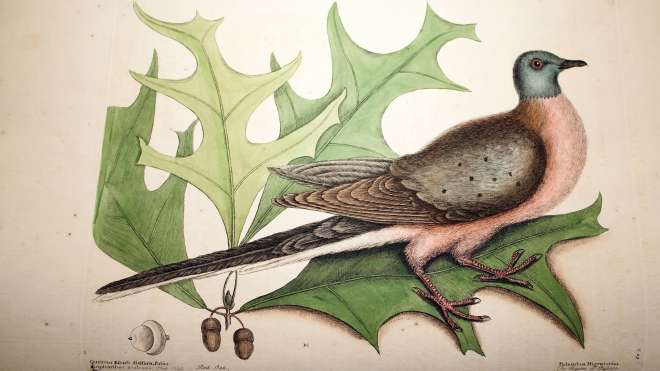 Passenger pigeon, extinct c. 1914