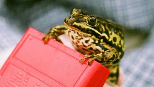 Photo - a pool frog sat on top of a small red scanning device 