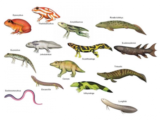 Illustrations of what some prehistoric amphibians may have looked like