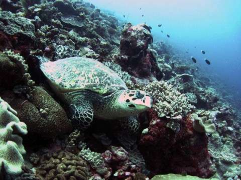 Turtle; Coral; Reef; Chagos