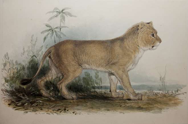 Watercolour painting of an Asian lion by Edward Lear circa 1835