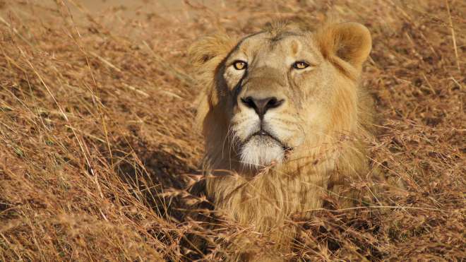 Asian lion in Gir forest India
