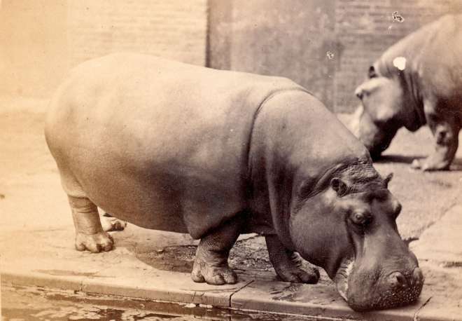Adhela (female hippopotamus) circa 1870, Obayasch can be seen in the background. Circa 1870 photographed by Frederick York