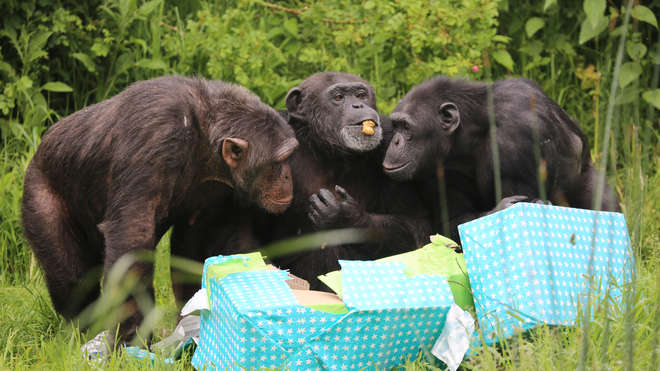 Koko, Phil and Elvis investigate their presents