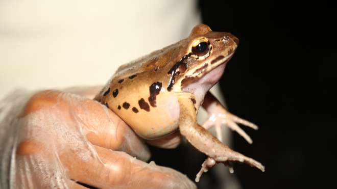A mountian chicken frog being held during science survey in Dominica