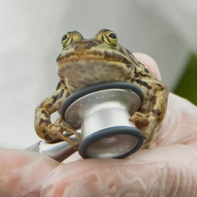 Frog ausculation