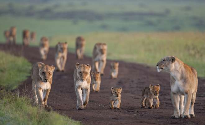 African Lionesses (Panthera leo) with their cubs aged 3-6 months walking along a track
