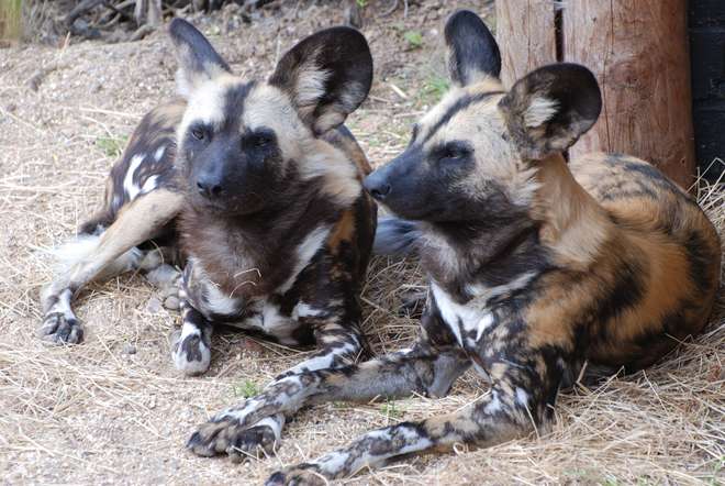 Two mottled, caramel coloured African wild dogs take a contented break on strawstrewn terrain. Their large, black, rounded ears with tufts of creamy hair at the base stay perked up - ever alert.