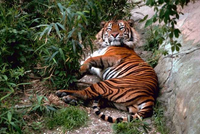 Bengal tiger lying down