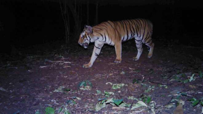 Tiger in Salakpra Wildlife Sanctuary, Thailand 