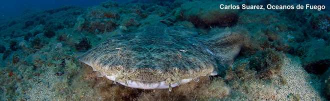 Angel shark in the Canary Islands 