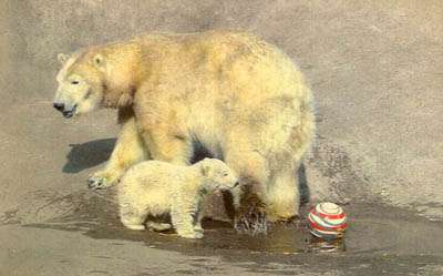 Postcard of polar bears Pipaluk and Sally