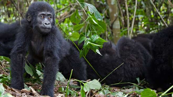 Baby mountain gorilla in Virunga National Park