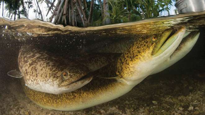 Giant mottled freshwater eel Philippines