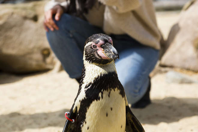 Meet the Penguins experience at ZSL London Zoo