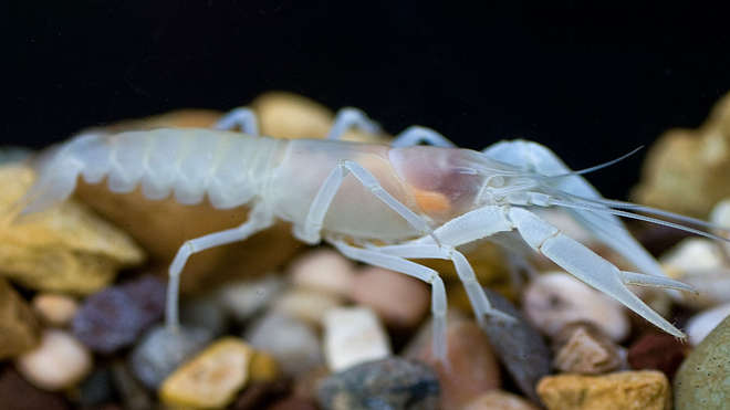 Orconectes australis (Southern Cave Crayfish). Photo: Guenter Schuster