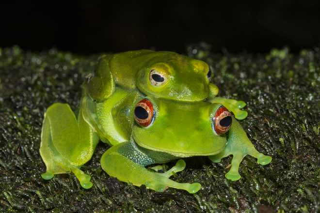 Boophis luteus frog in Madagascar