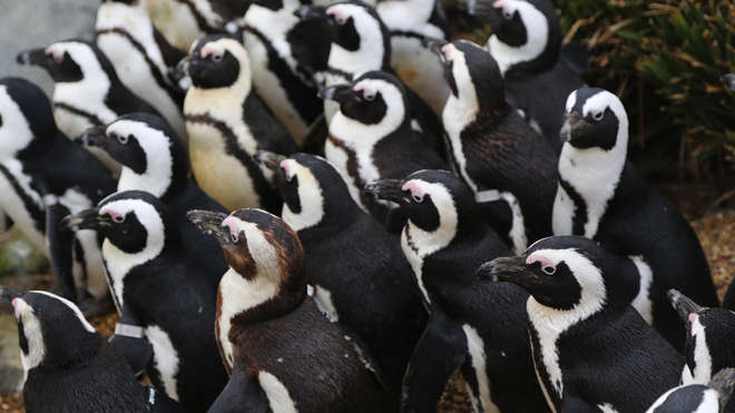 Group of humboldt penguins