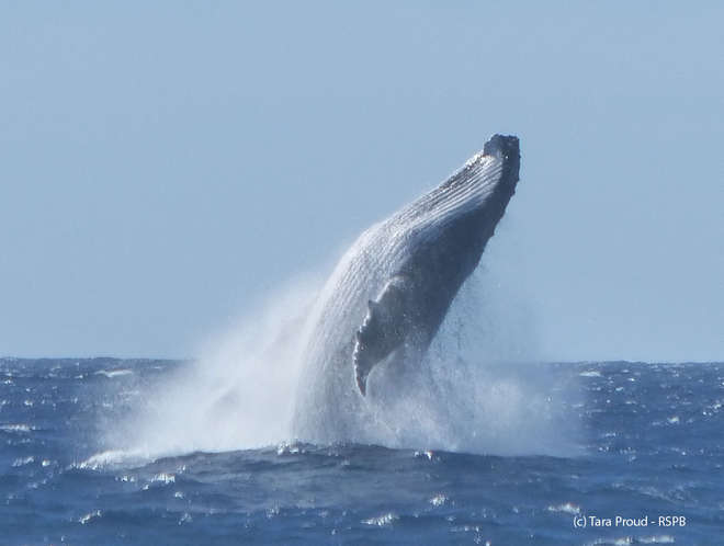 Humpback whale, Henderson