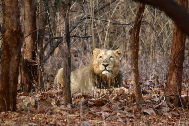 male Asiatic lion relaxing in Gir Forest National Park