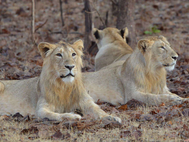 Asiatic lions in Gir National Park