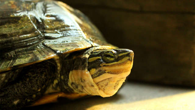 An Annam leaf turtle, with yellow and green striped face, basks in the light
