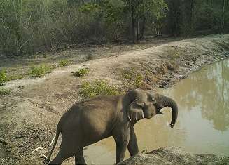Asian elephant in Salakpra Wildlife Sanctuary