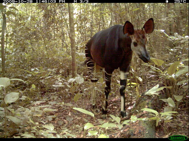Okapi camera trap