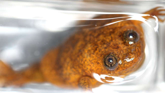 Female Lake Oku Clawed Frog