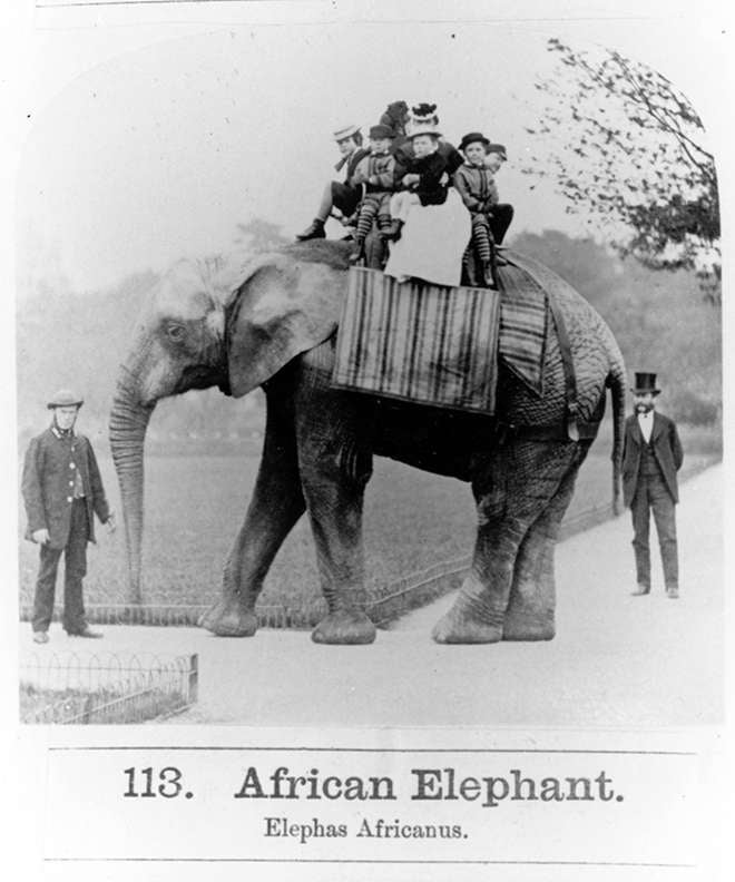 Jumbo the first African elephant at ZSL London Zoo, with Matthew Scott circa 1870. Photographed by Frederick York