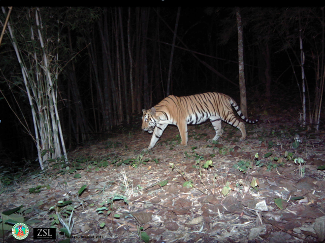 Tiger camera trap image, Thailand.