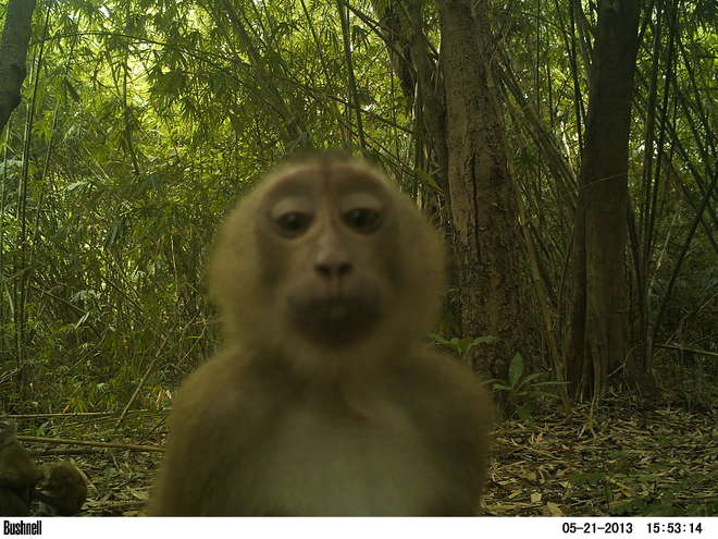 Camera trap image of a macaque, Thailand