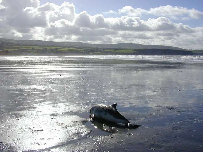 Porpoise on beach in Wales (c) Rod Penrose CSIP-MEM