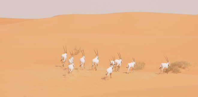 Wild oryx running in King Khalid Wildlife Research Centre, Saudi Arabia