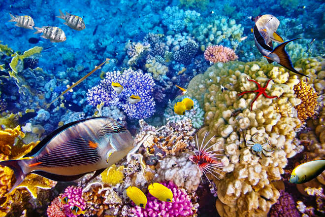 Great Barrier Reef, Australia (c) Brian Kinney/Shutterstock