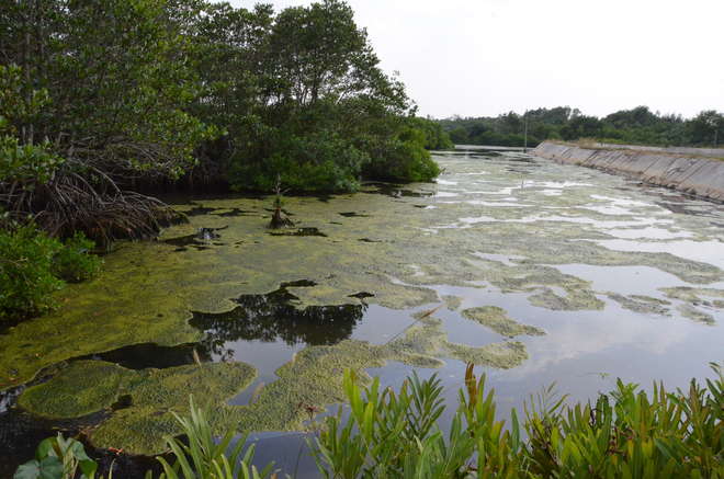 Pollution seawalls  mangroves