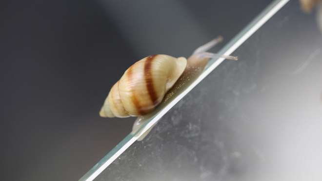 Partula snail at ZSL London Zoo
