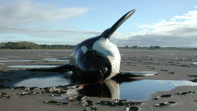 Stranded killer whale, © ZSL