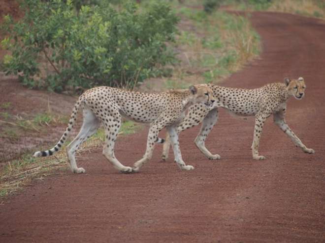 Cheetah in Pendjari, Benin. Image (c) C.Pavey