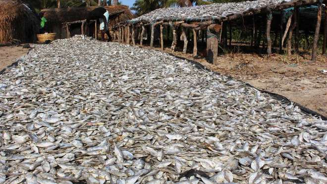 Drying fish Mozambique
