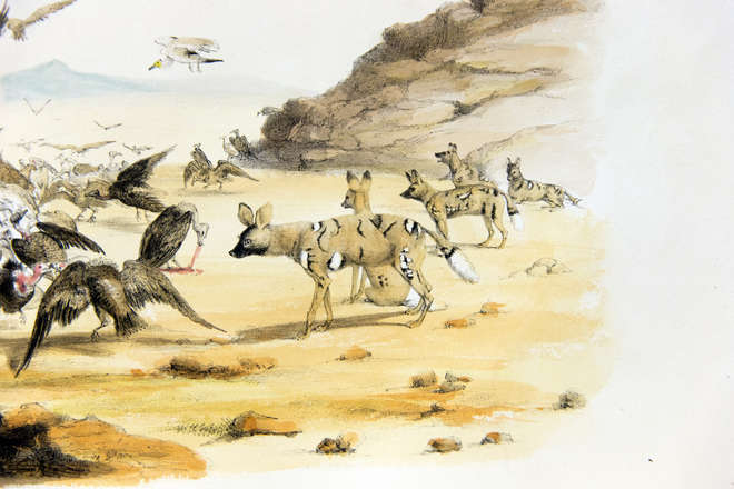 Detail of an illustration of a landscape with a pack of African hunting dogs watching vultures