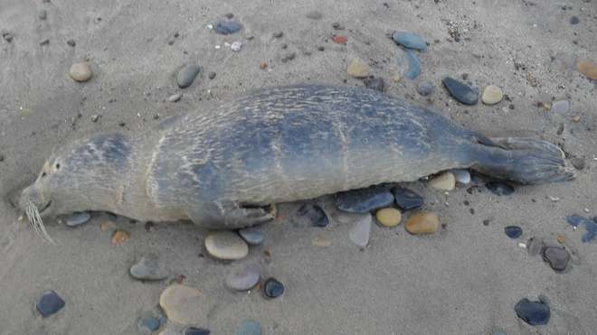 Dead stranded seal