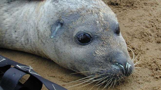 Sick seal on sandbank in The Wash (c) Alan Knight BDMLR
