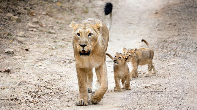 Asiatic lion and two cubs