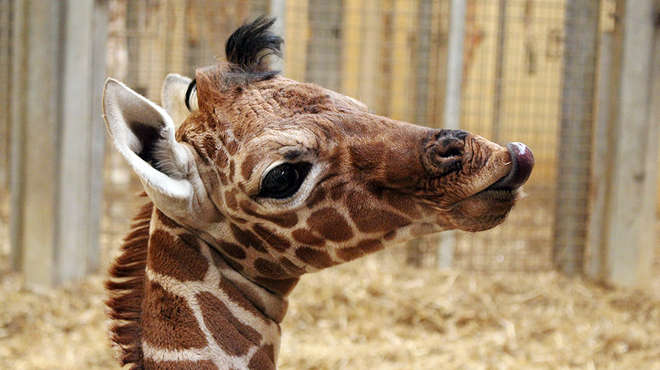 Giraffe baby nuru
