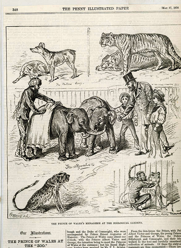Line drawings of some Indian mammals presented by the Prince of Wales including elephants and tigers