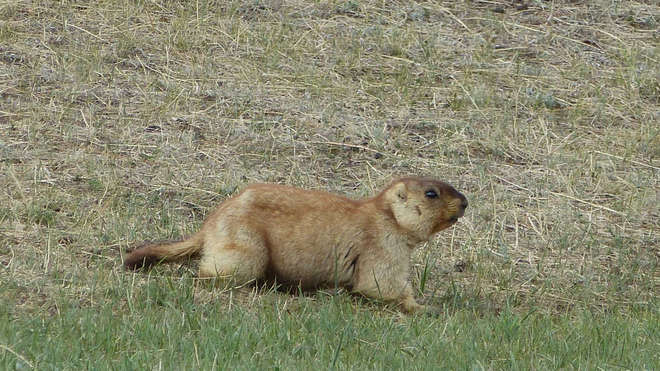 Siberian Marmot, Mongolia.